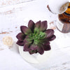 3 pcs 4" Assorted Artificial Faux Echeveria Succulent Plants with Off White Pots
