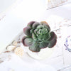 3 pcs 4" Assorted Artificial Faux Home Garden Echeveria Succulent Plants with Off White Pots