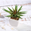 3 pcs 5" Assorted Artificial Faux Cute Realistic Succulent Aloe Plants with Off White Pots