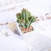 3 pcs 5" Green Artificial Faux Succulent Cactus Plants with Off White Pots