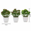 3 pcs 7" Green Artificial Faux Realistic Jelly Bean Succulent Plants with Off White Pots