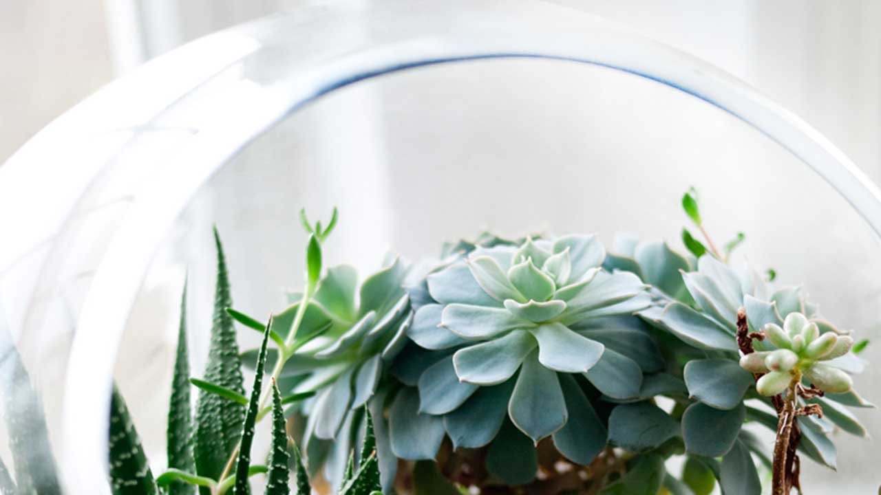 Refresh your Home with Succulents