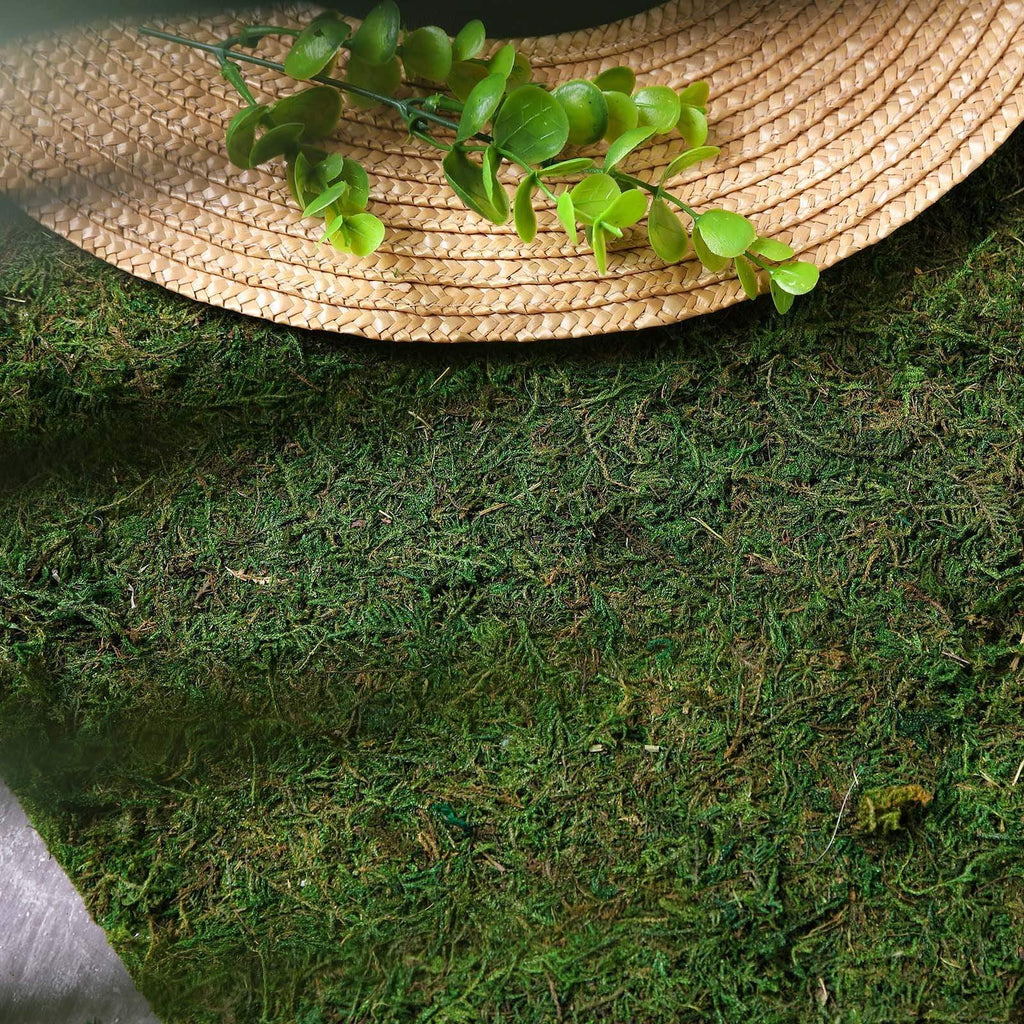 Sheet Moss Preserved - Fresh Green – Bay Gardens