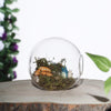 3 Clear Classic Round Glass Wall Hanging Terrariums Vases