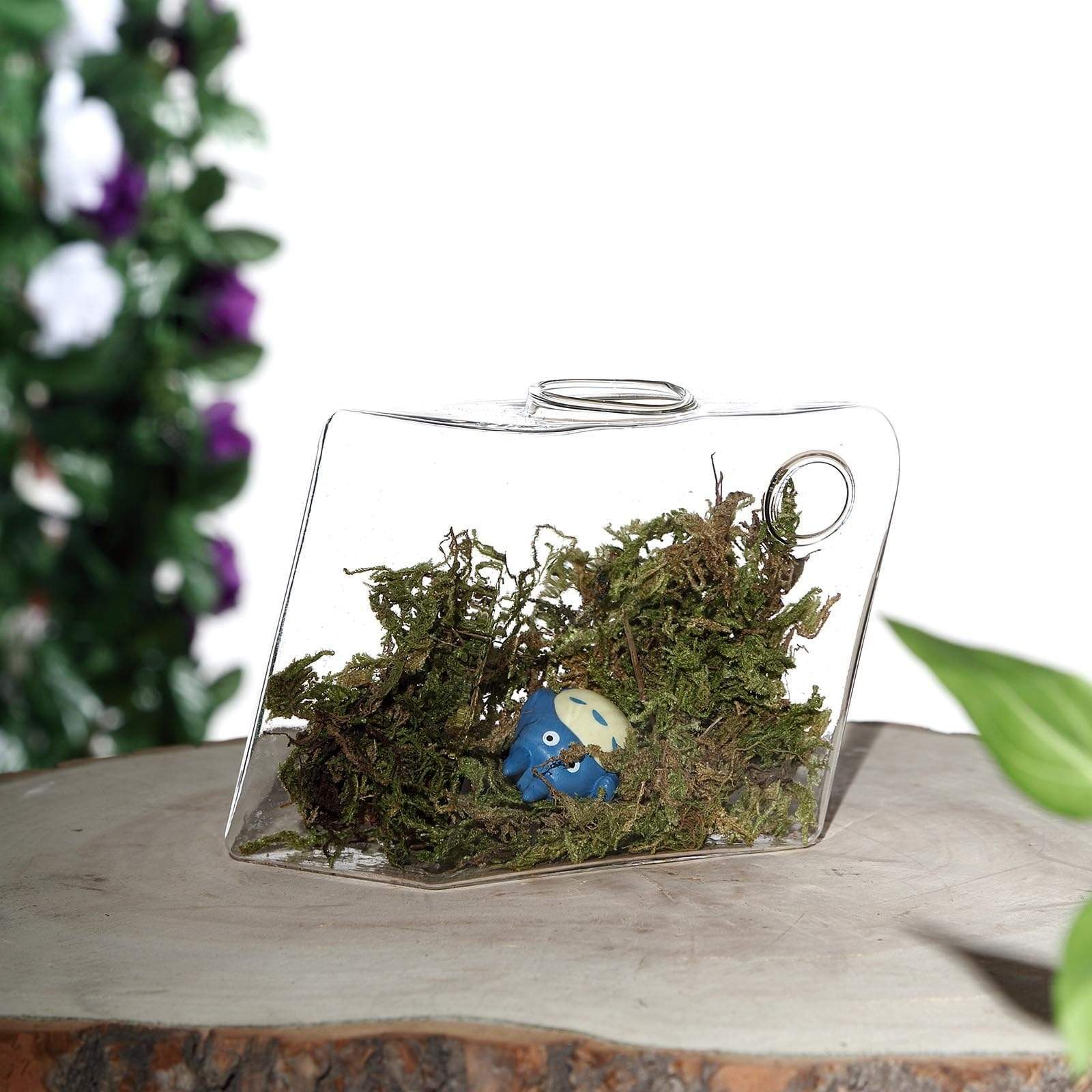 3 Clear Rhombus Glass Wall Hanging Terrariums Vases