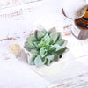 3 pcs 4" Assorted Artificial Faux Echeveria Succulent Plants with Off White Pots