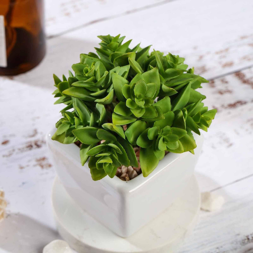 3 pcs 4" Green Artificial Faux Crassula Succulent Plants with Off White Pots
