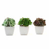 3 pcs 5" Assorted Artificial Faux Echeveria Realistic Succulent Plants with Off White Pots