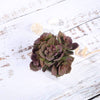 3 pcs 5" Assorted Artificial Faux Echeveria Realistic Succulent Plants with Off White Pots