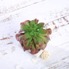 3 pcs 5" Assorted Artificial Faux Echeveria Succulent Plants with Off White Pots