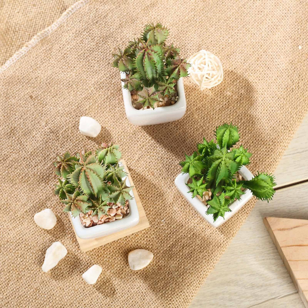 Three Mini Cactus Plant, potted mini cactus
