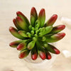 3 pcs 6" Assorted Green Artificial Faux Spiky Succulent Picks