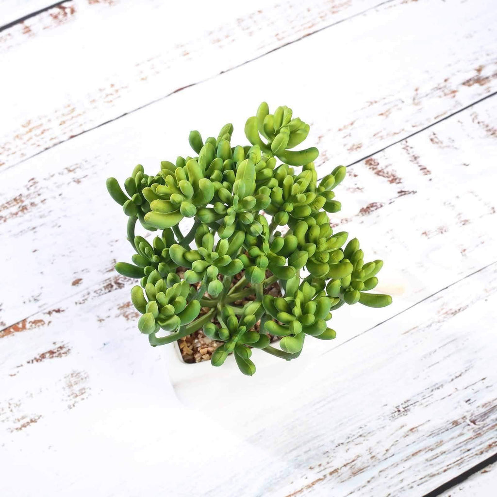 3 pcs 7" Green Artificial Faux Realistic Jelly Bean Succulent Plants with Off White Pots