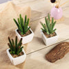 3 pcs 7" tall Assorted Artificial Faux Succulent Cactus Plants with Off White Pots