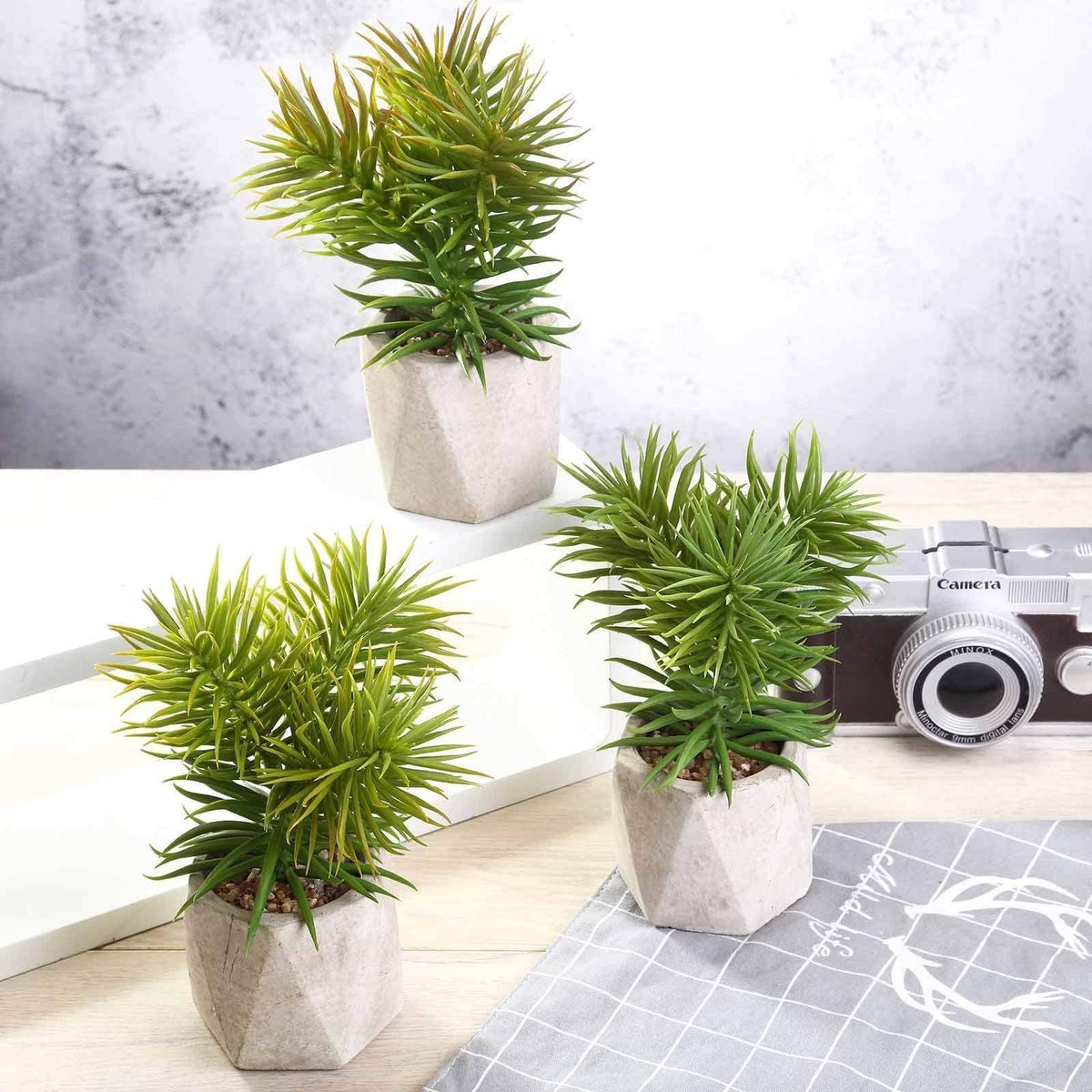 cam succulents 3 pcs 8