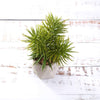 3 pcs 8" Assorted Artificial Faux Cute Crassula Succulent Plants with Pots