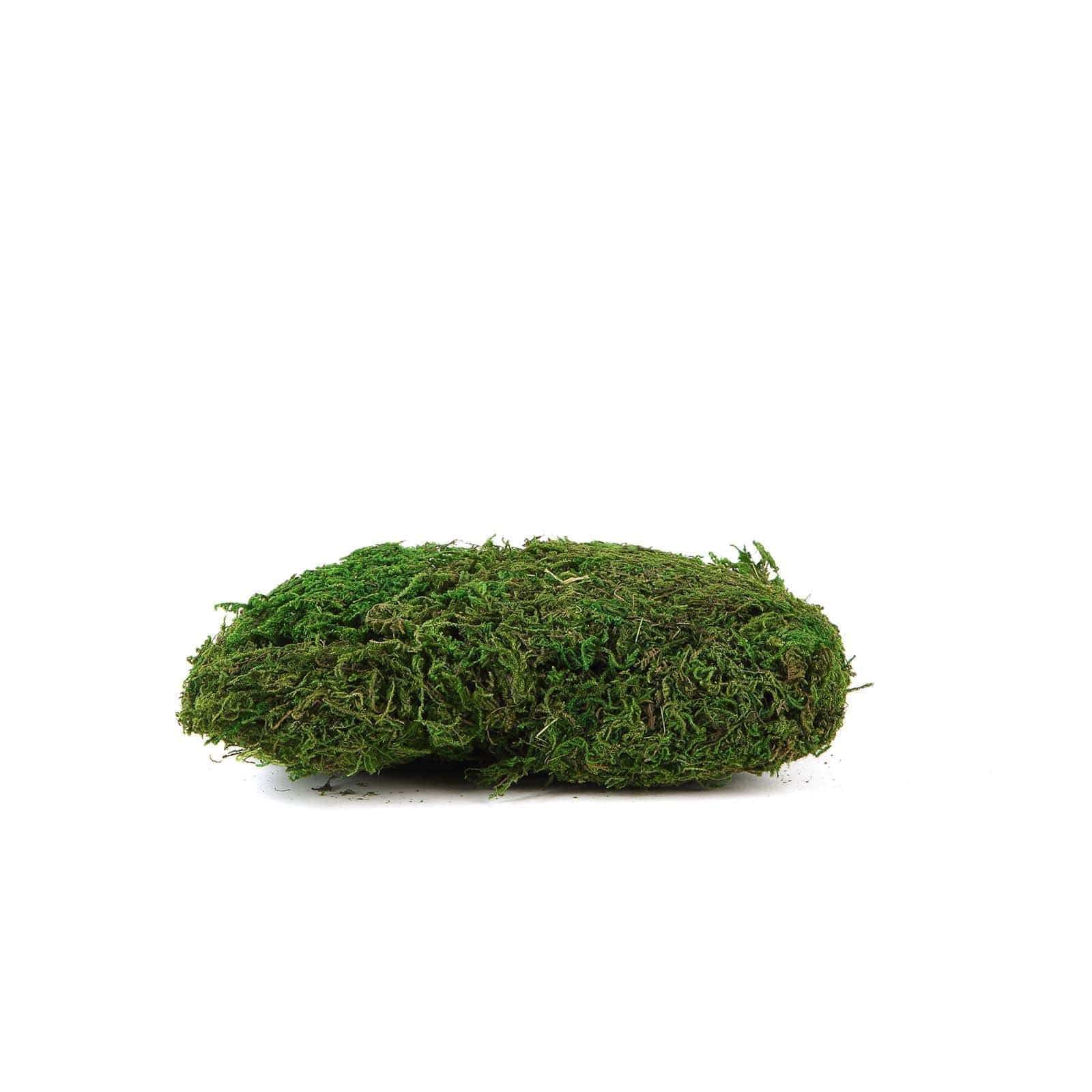 50 grams Green Natural Reindeer Moss Vase Fillers