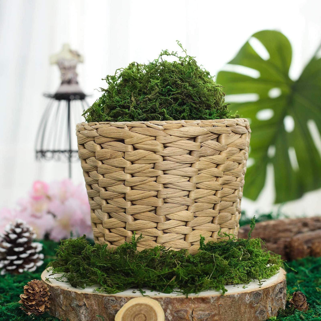 50 grams Green Natural Reindeer Moss Vase Fillers