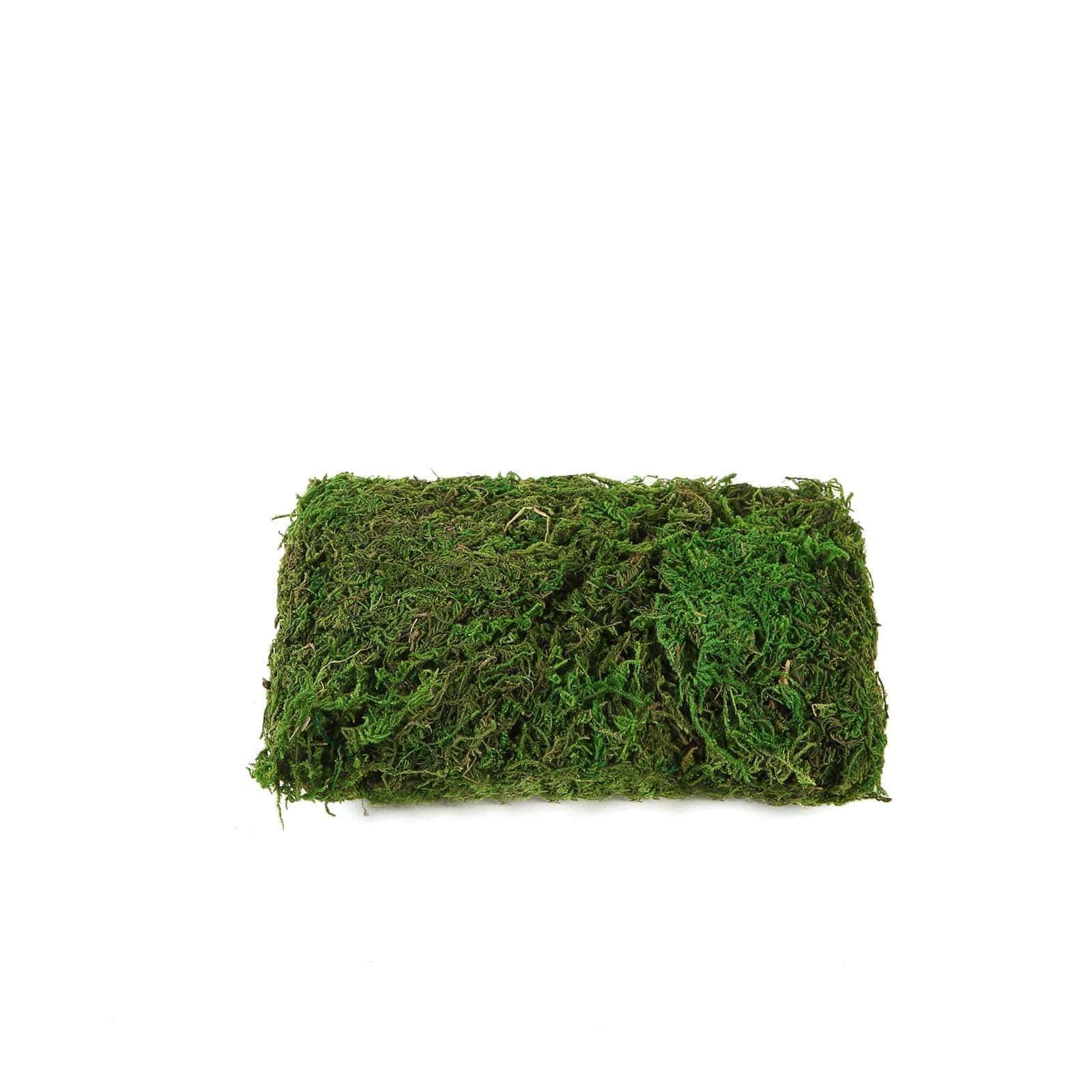 50 grams Green Natural Reindeer Moss Vase Fillers