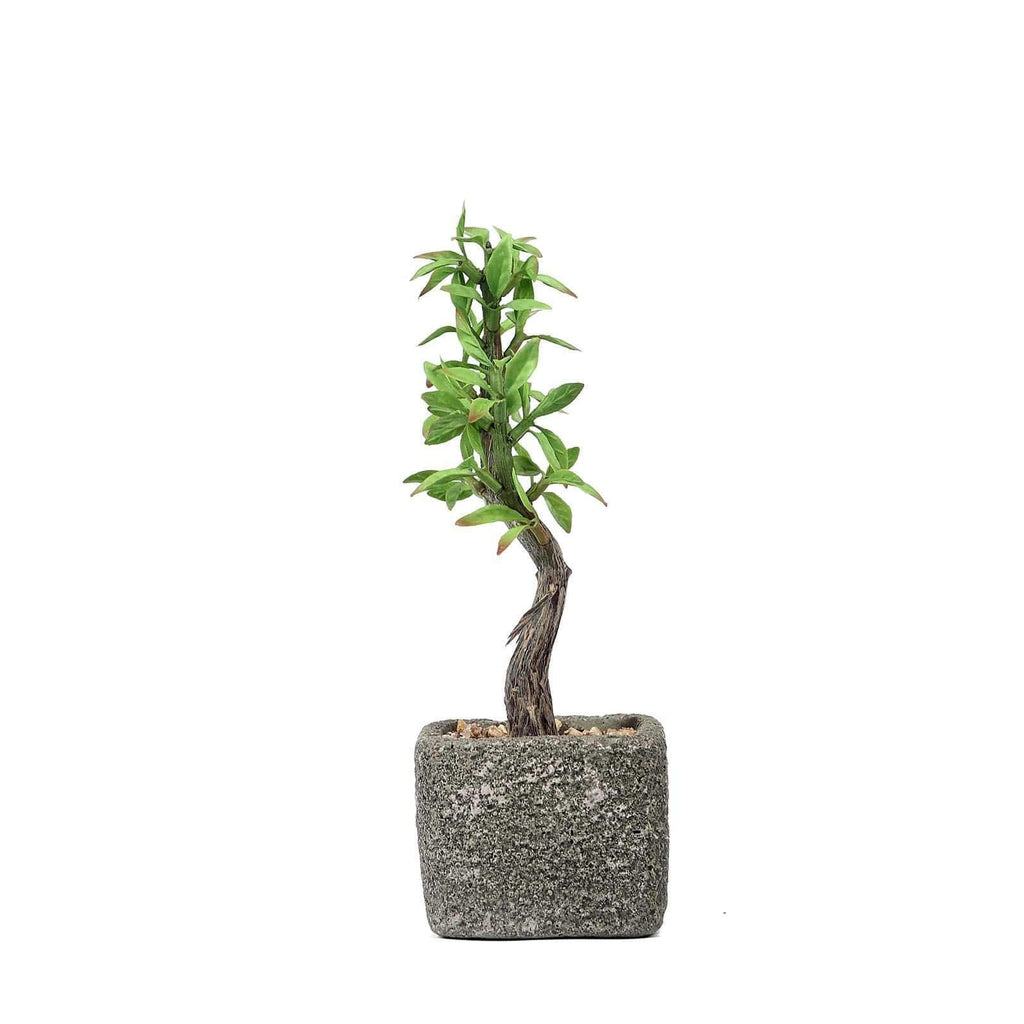 9 in tall Concrete Planter Pot with Green Artificial Mini Willow Tree