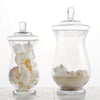 2 pcs 10" 12" tall Clear Glass Apothecary Jars with Lids