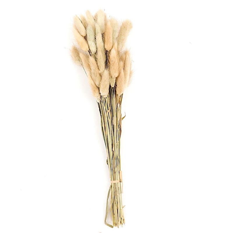 50 Natural 15 in Rabbit Tail Dried Pampas Grass Stems
