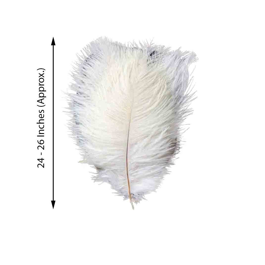 12 Large Authentic Ostrich Feathers 24 - 26 inches