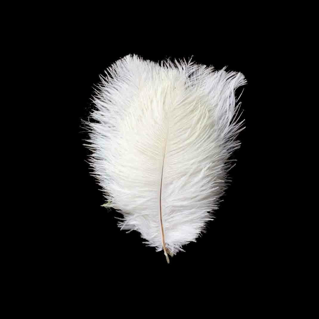 12 pcs 13 - 15 inches Genuine Ostrich Feathers
